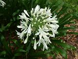 Agapanthus White